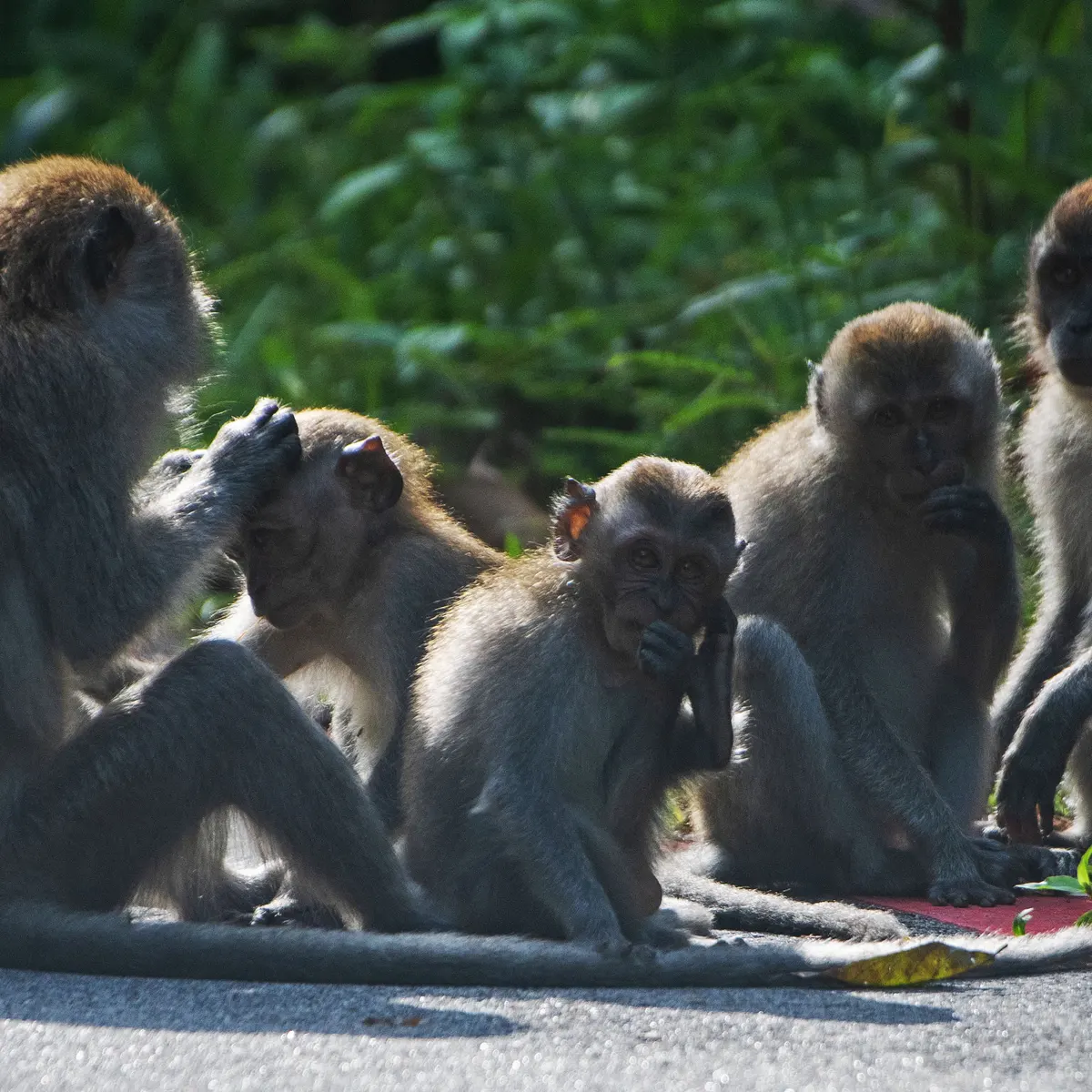 Revealed: US allowing long-tailed macaque imports despite risk of disease