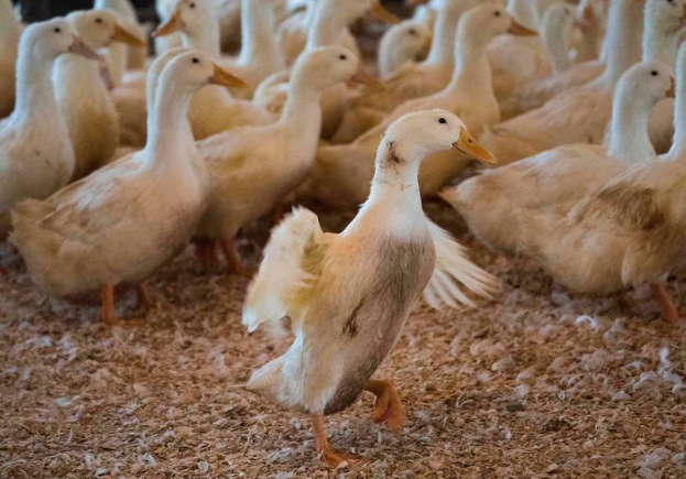The outbreak of bird flu in the United States continues: nearly 60 million poultry are affected and wild birds are infected in 50 states