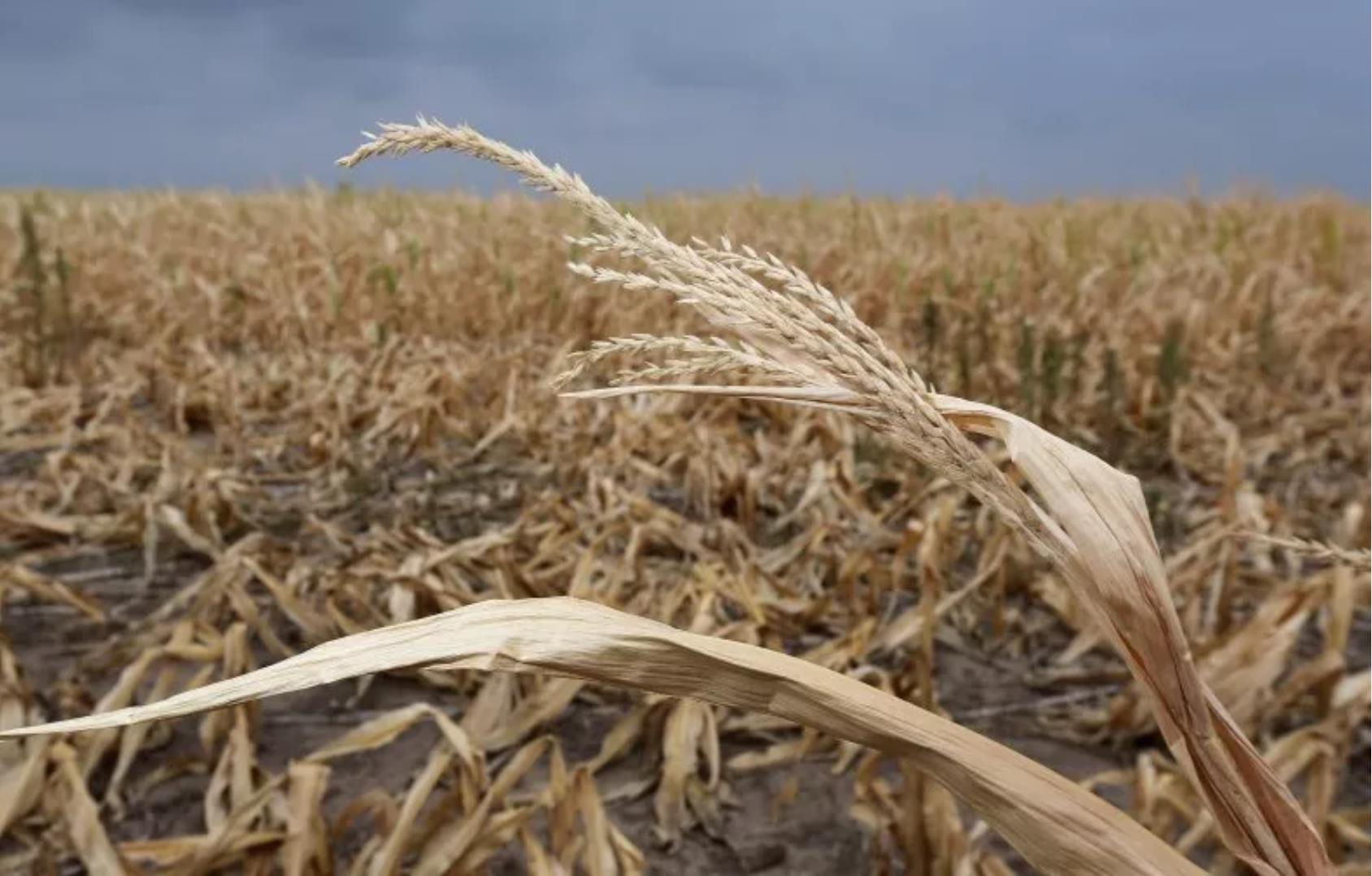 U.S. Wheat Supply Threatened as Worst Drought in Decade Scorches Kansas