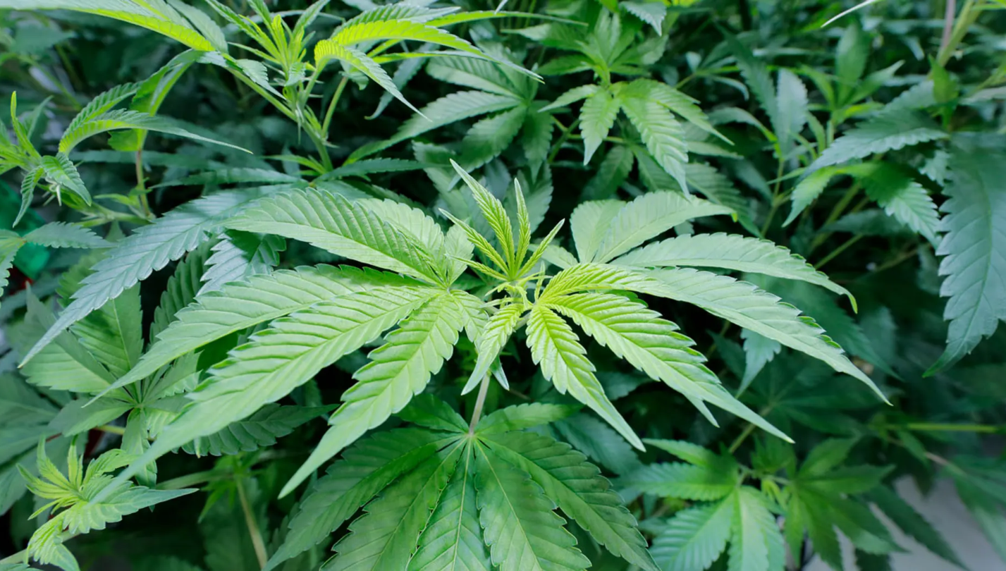 Pennsylvania eyes looser medical marijuana regulations