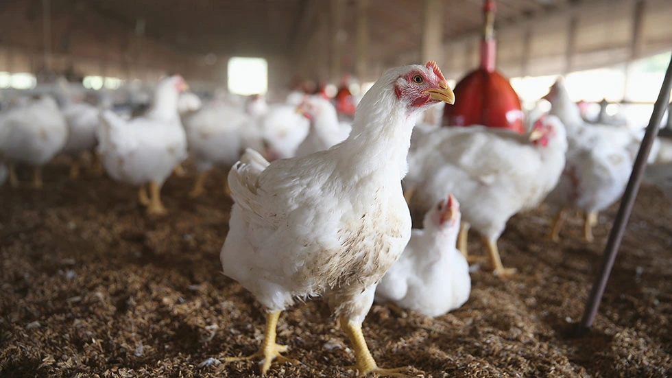 USDA needs to take a more active role in poultry safety