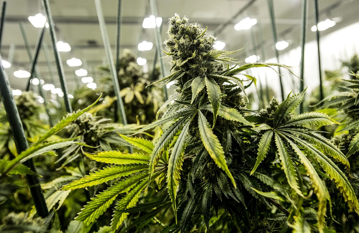 U.S. health agency recommends easing federal restrictions on marijuana
