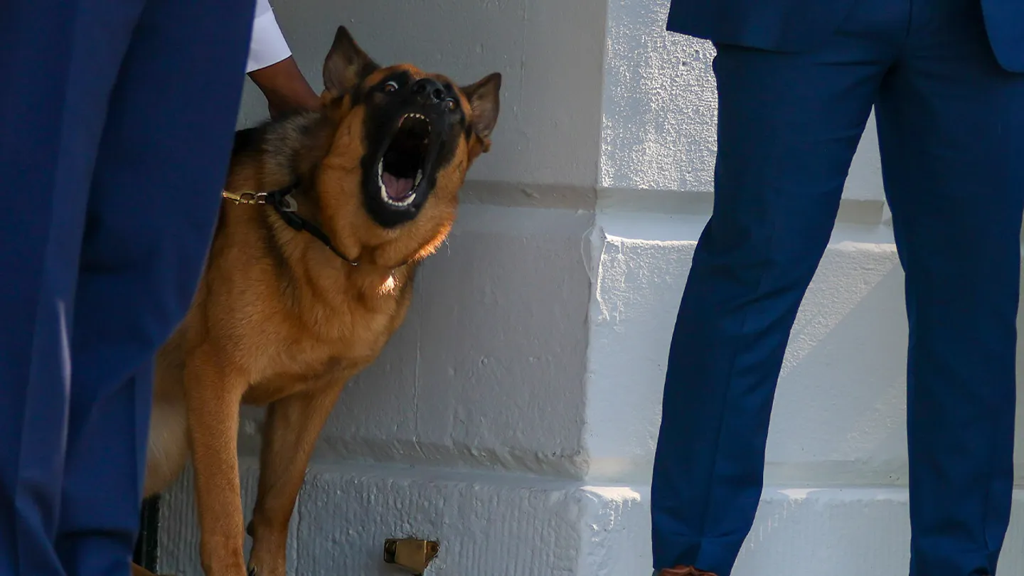 Biden’s dog, Commander, bites Secret Service officer in 11th recorded incident