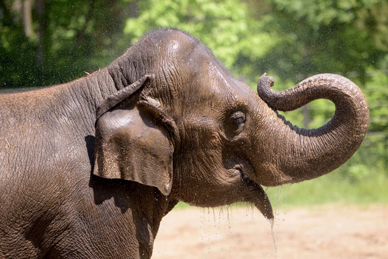 Elephant dies at St. Louis Zoo after becoming agitated by a loose dog running near herd