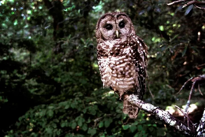 B.C. First Nation ‘furious’ after Ottawa scrubs plan to protect spotted owl