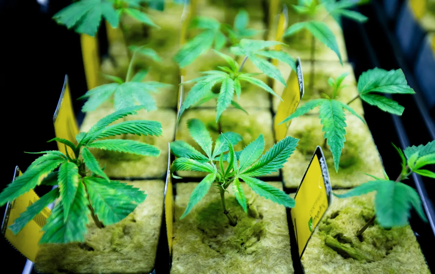 Ohio votes to legalize marijuana for recreational use