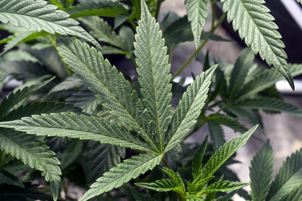 A cannabis worker died on the job from an asthma attack. It’s the first reported case in US