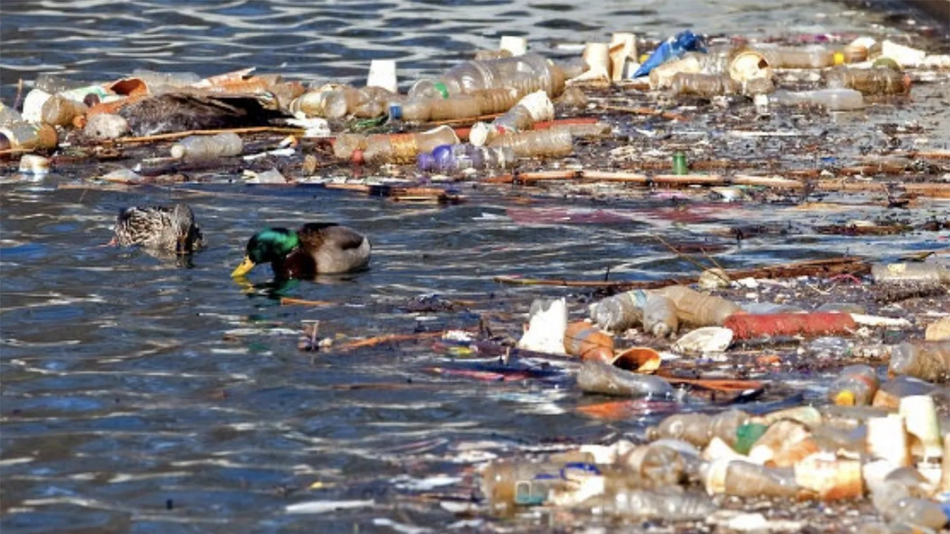 New York sues PepsiCo over plastic pollution along river