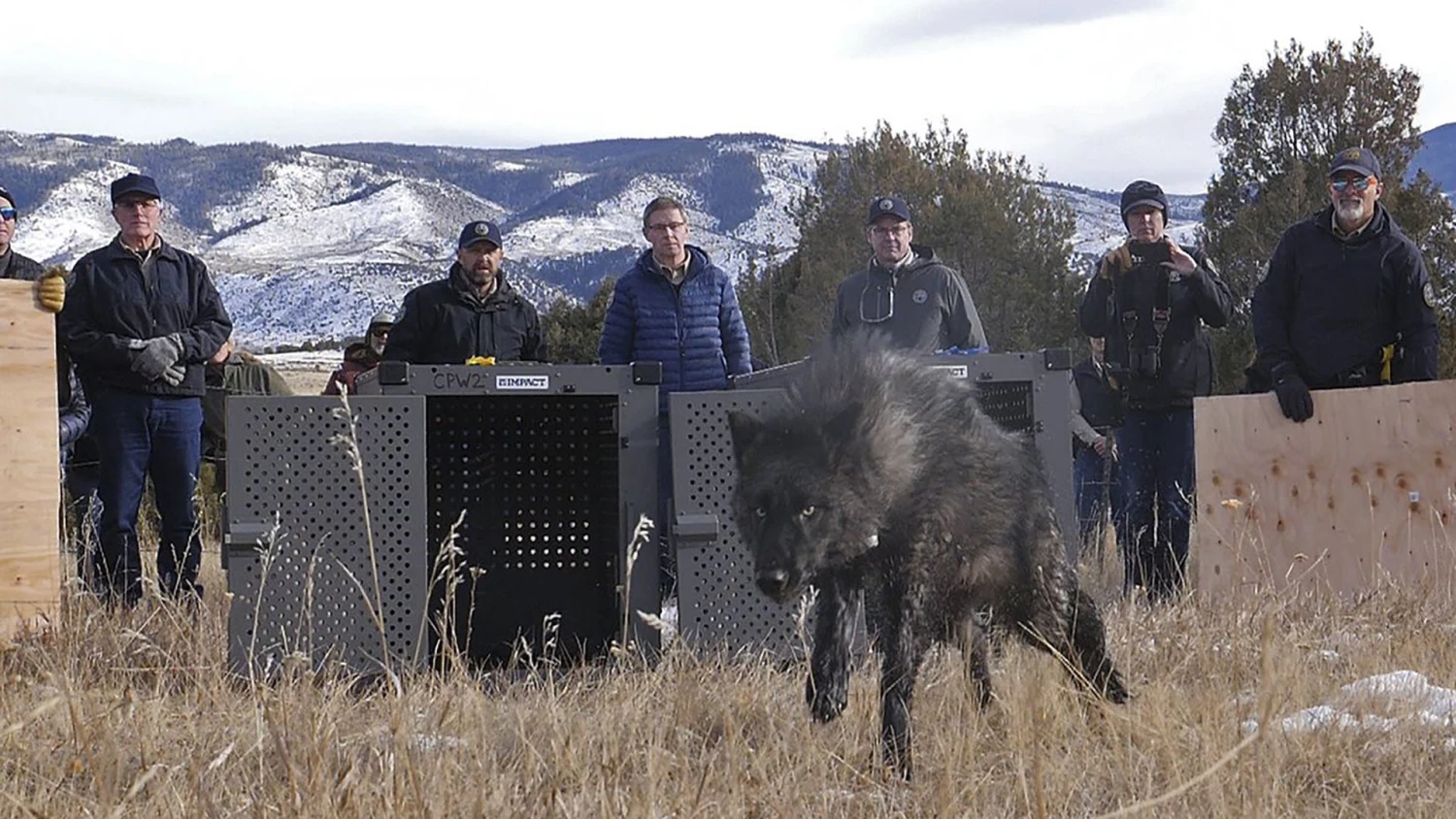 5 wolves released in Colorado as part of reintroduction plan