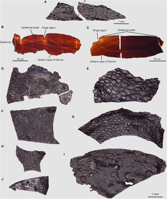 Fossilized, crocodile-like skin is oldest ever discovered, scientists say