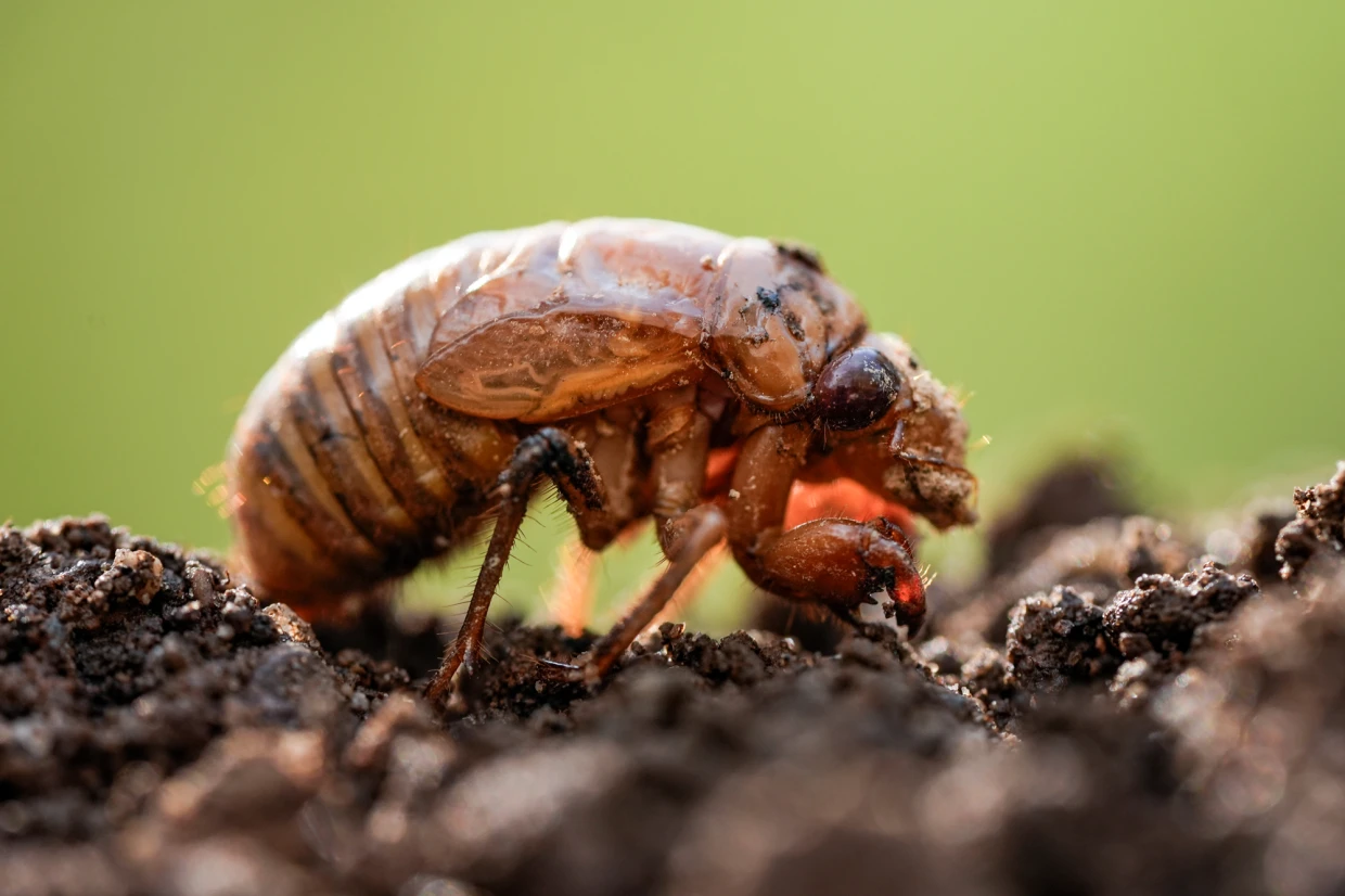For cicadas, it’s safety in numbers. Is climate change throwing off their timing?