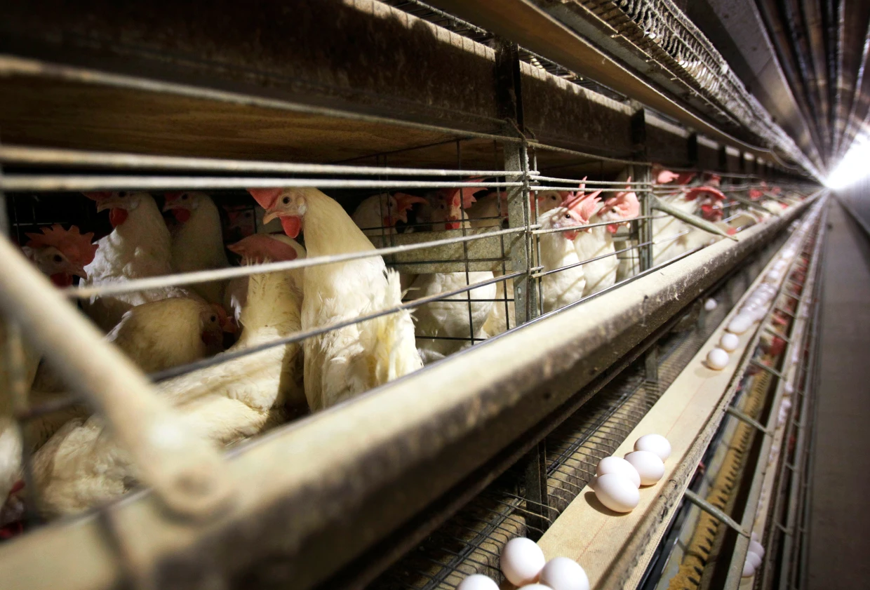 Farmers must kill 4.2M chickens after bird flu hits Iowa egg farm