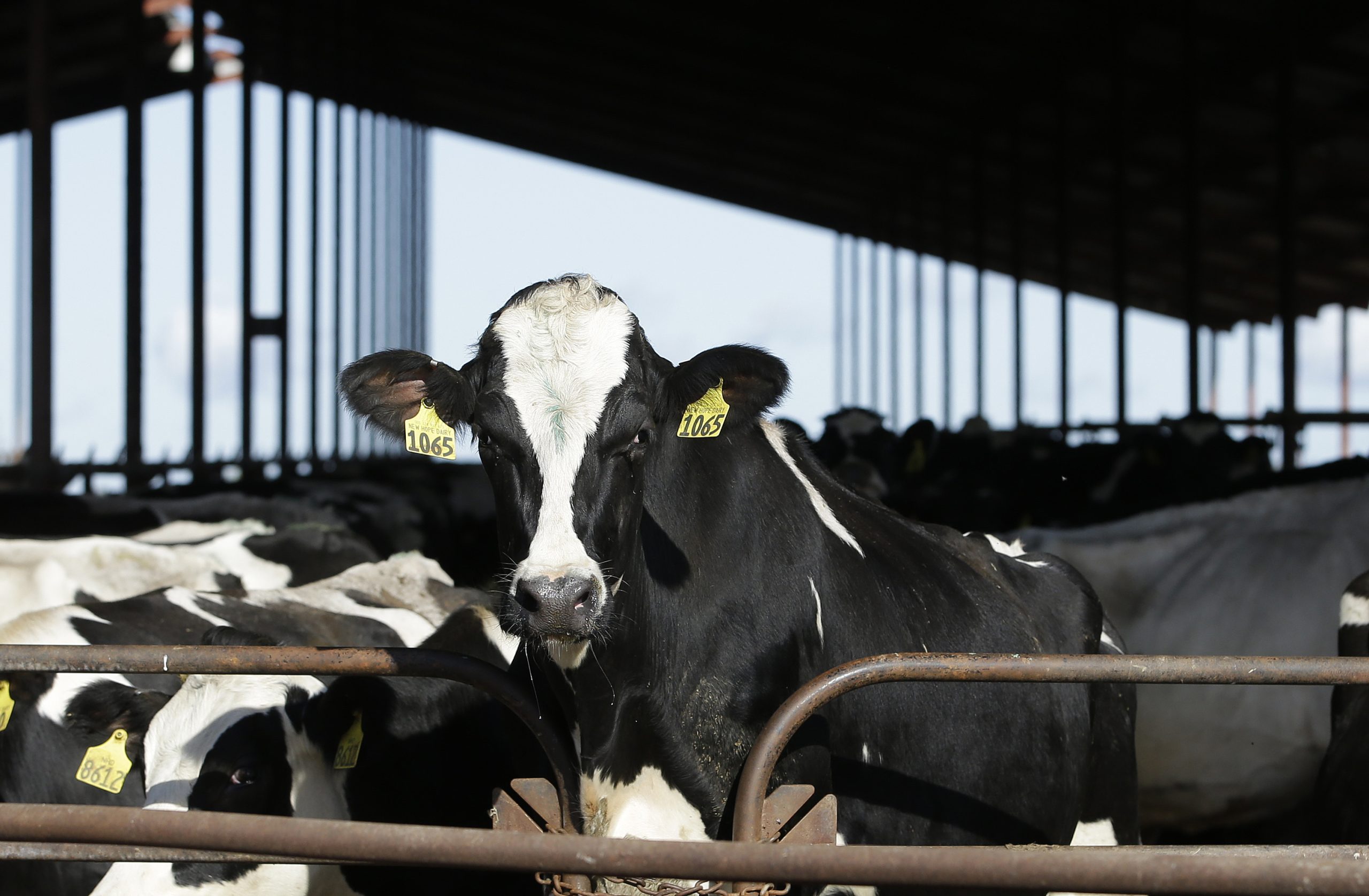 Bird Flu Risk Among US Dairy Herds High, Possible Impact on Individual Farmers Worrisome