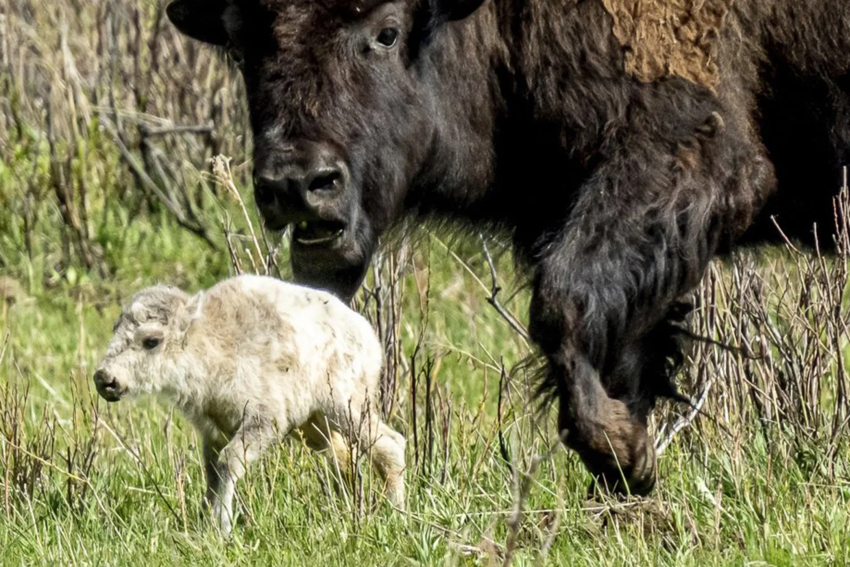Reported birth of rare white buffalo calf in Yellowstone park fulfills Lakota prophecy