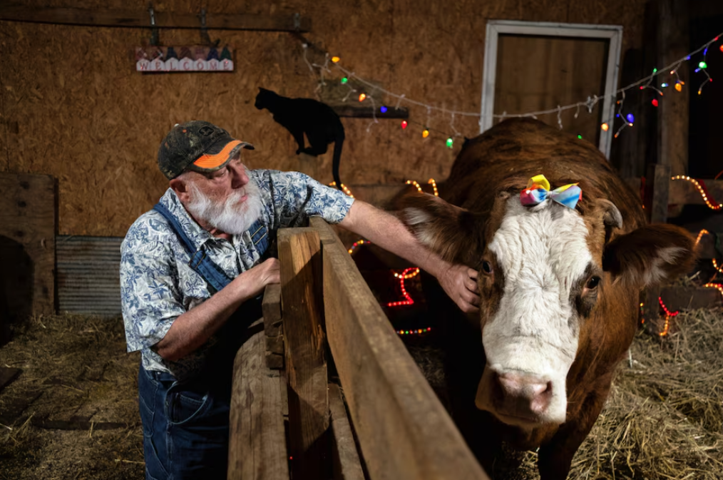 Bird flu infects California dairy cows, widening US outbreak