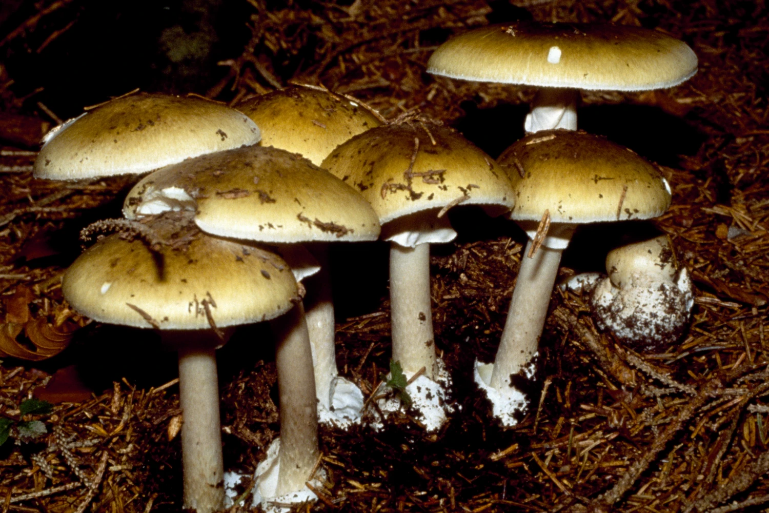 11 hospitalized in Pennsylvania after eating wild mushrooms