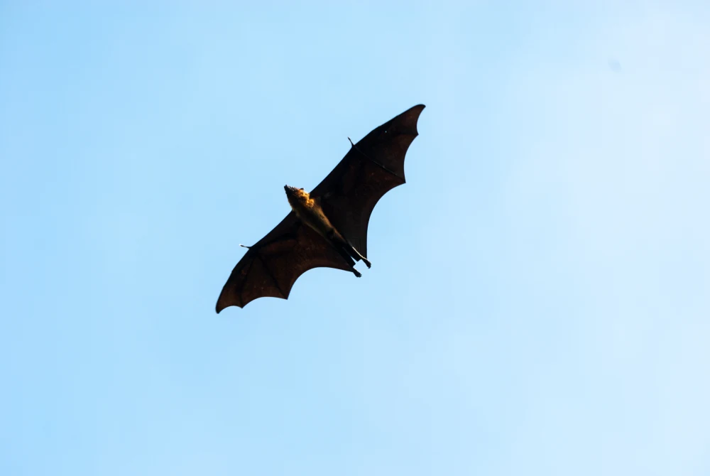 Chicago concert attendees may have been exposed to potentially rabid bats, health officials say