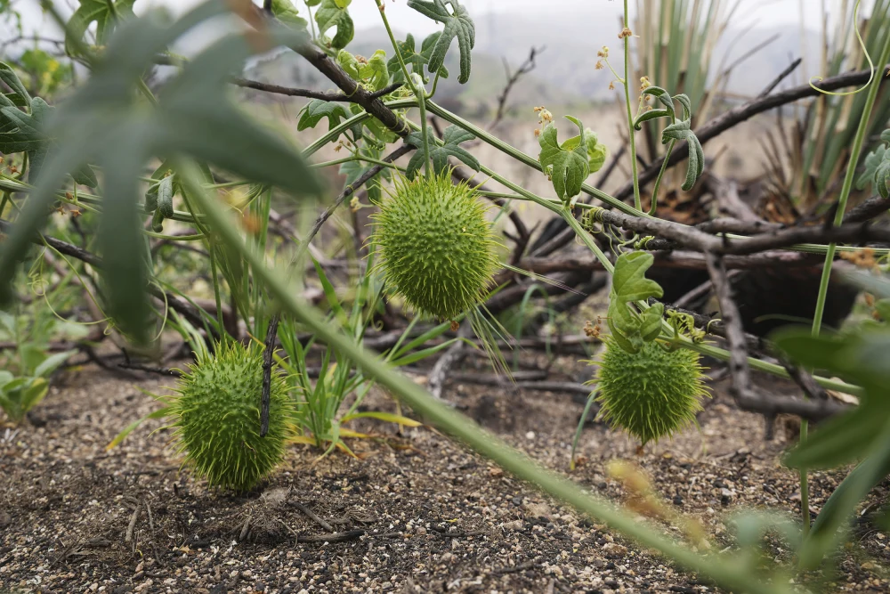 Left alone by humans, wildlife returns to the Eaton Fire burn area