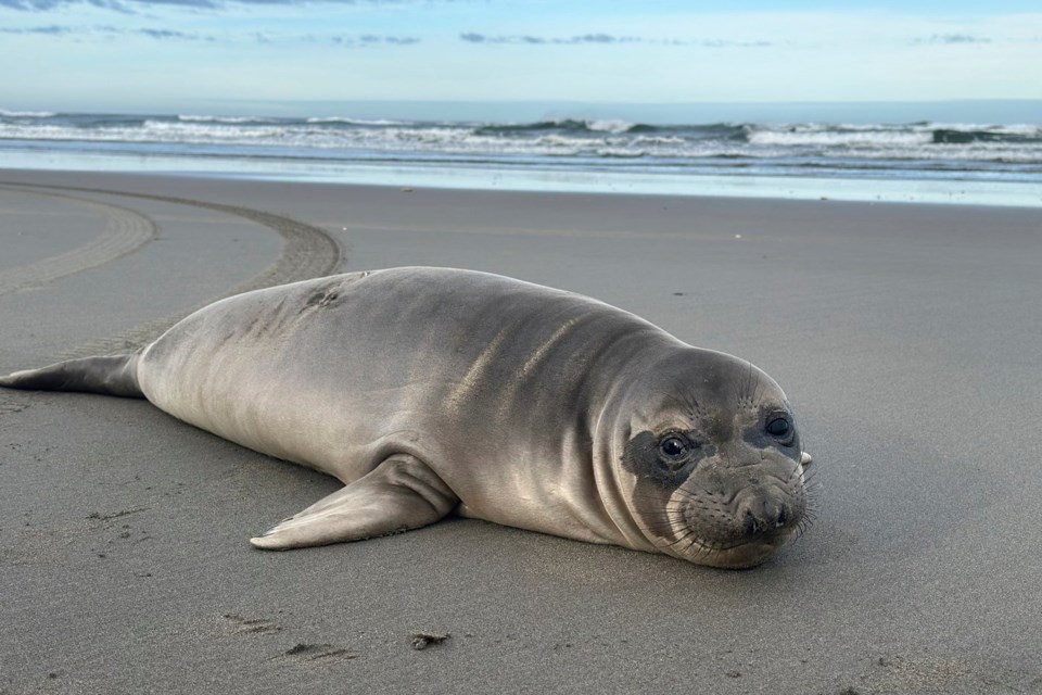 Baby seal stabbed on Oregon coast prompts search for suspect