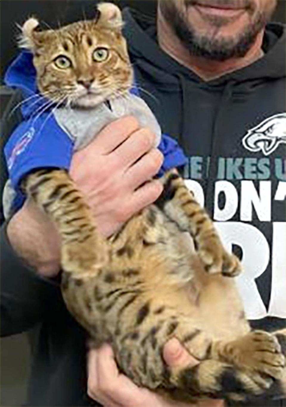 California man charged after authorities say he lured and beat cats to death