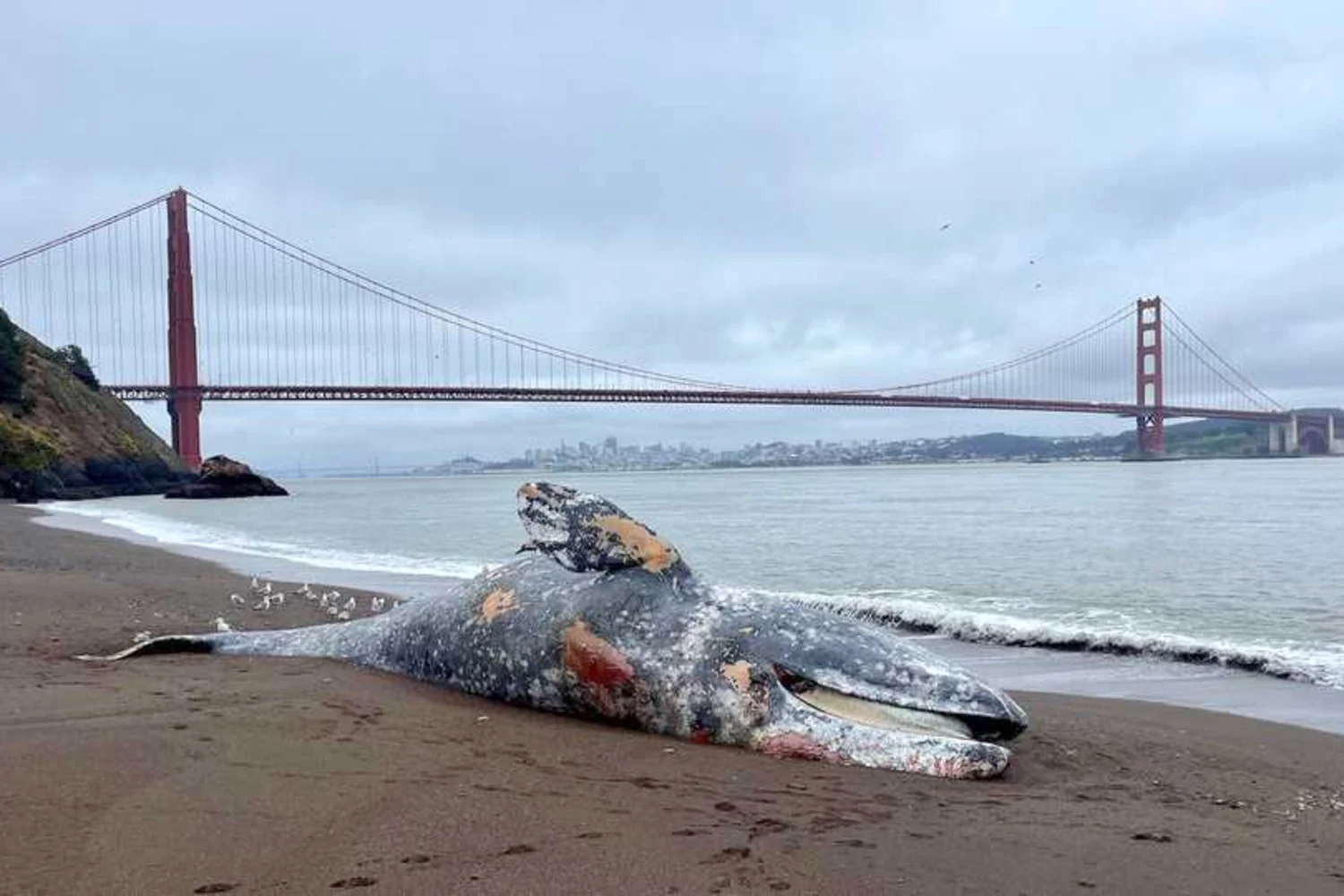 Six dead gray whales found in San Francisco Bay area in the last week