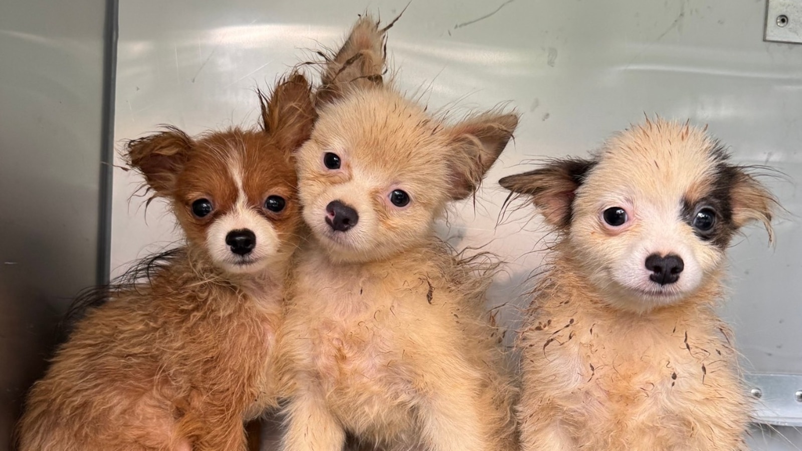 101 dogs rescued from apparent ‘puppy mill’ in home, rescue group says