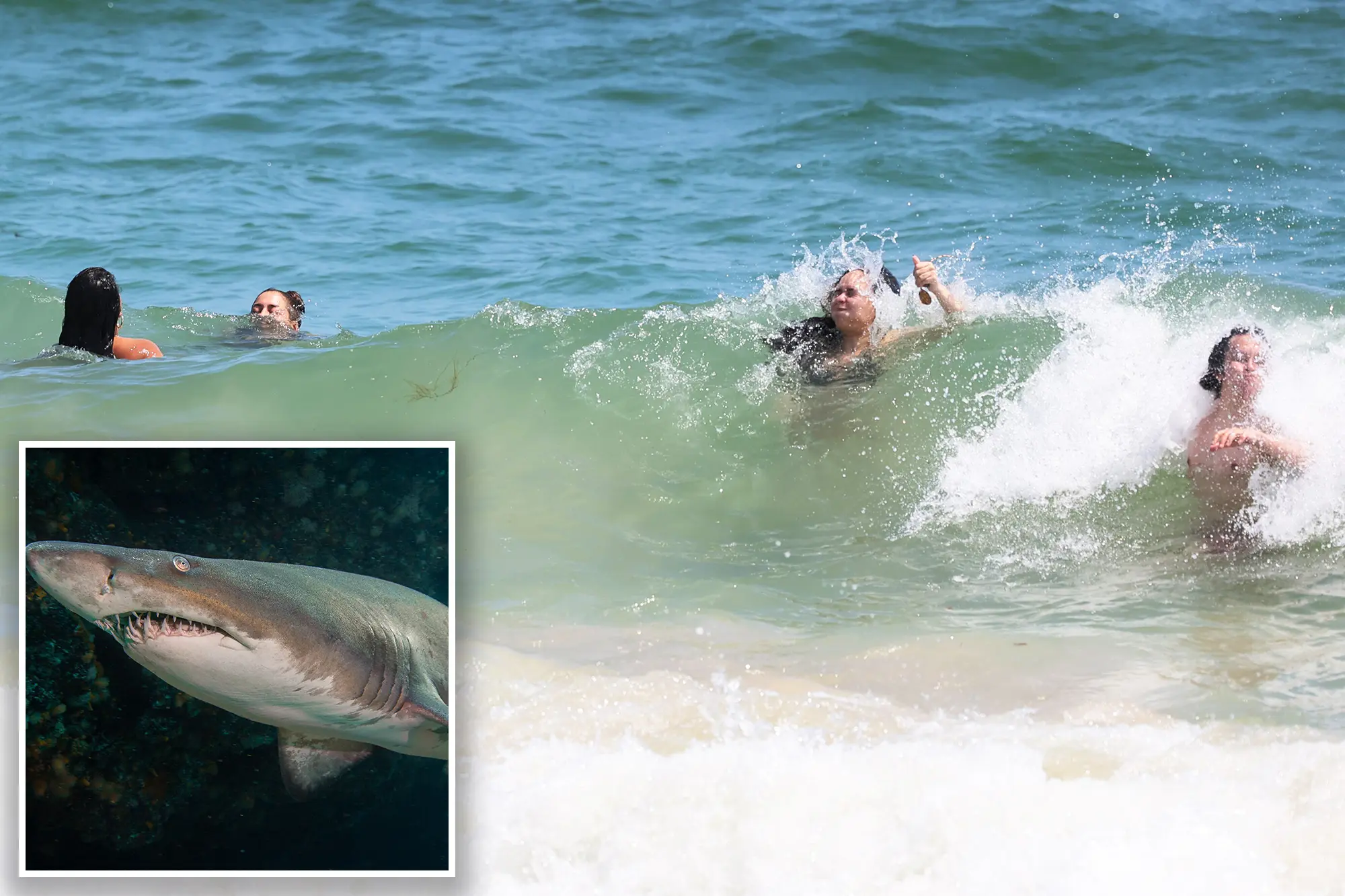 Officials believe young shark bit a woman at a New York beach