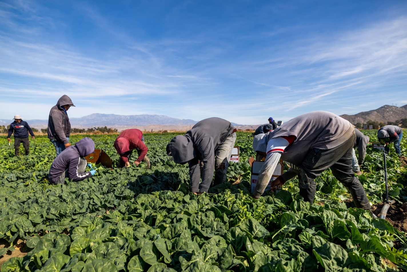 US immigration officials raid California farms as Trump ramps up conflict