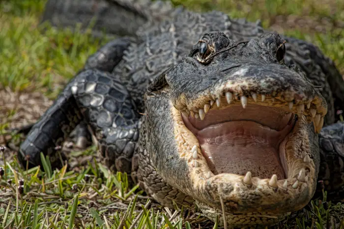 Woman attacked by alligator while swimming with dog, boyfriend: Sheriff