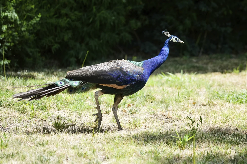 Dozens of peacocks and peahens believed stolen from Northern California hotel