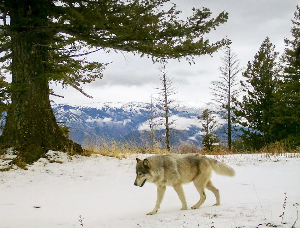 Drones blasting AC/DC, Scarlett Johannson help biologists protect cattle from wolves