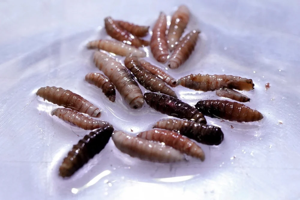 First human case of flesh-eating screwworm parasite detected in the U.S., DHH confirms