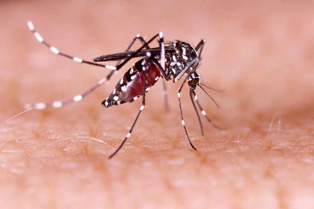 Las Vegas’ growing mosquito problem is ‘a ticking time bomb’