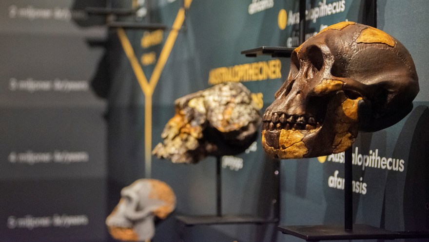 Million-year-old skull could rewrite timeline of human origin, researchers say