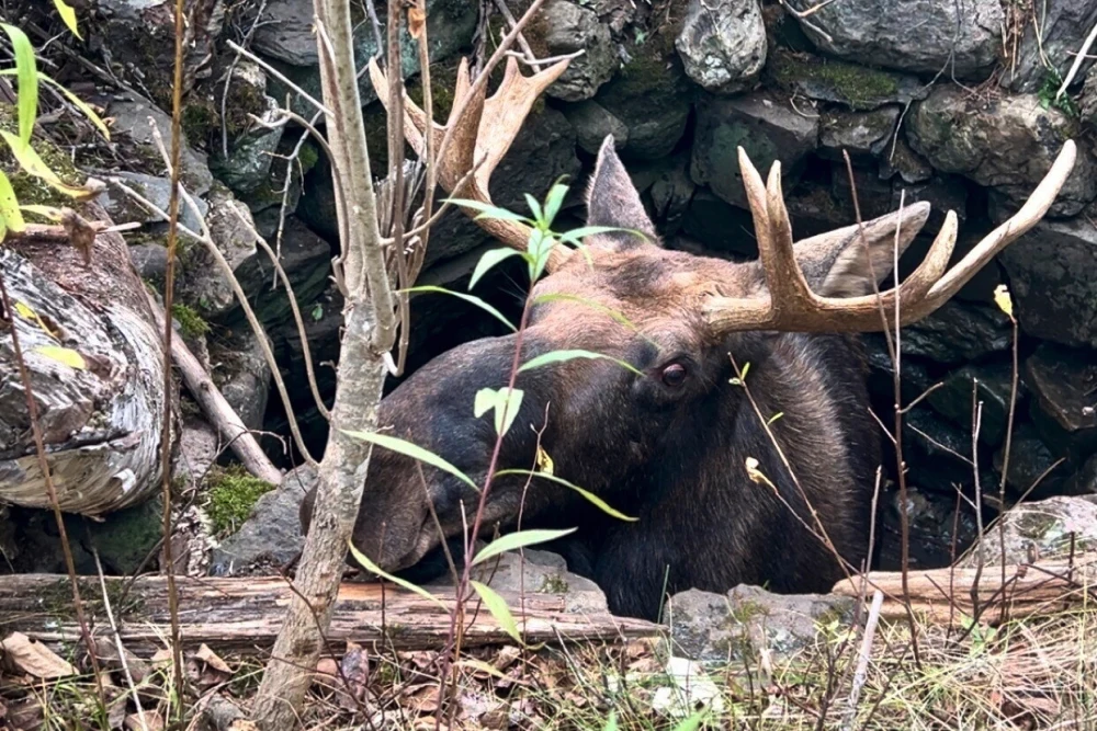 Maine wardens rescue moose trapped for hours in abandoned well