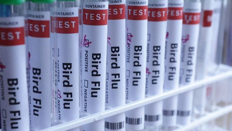 Nebraska confirms first case of bird flu in dairy cattle herd