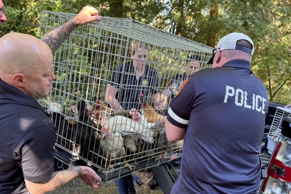 New York woman charged after more than 200 animals found in filthy home, prosecutors say