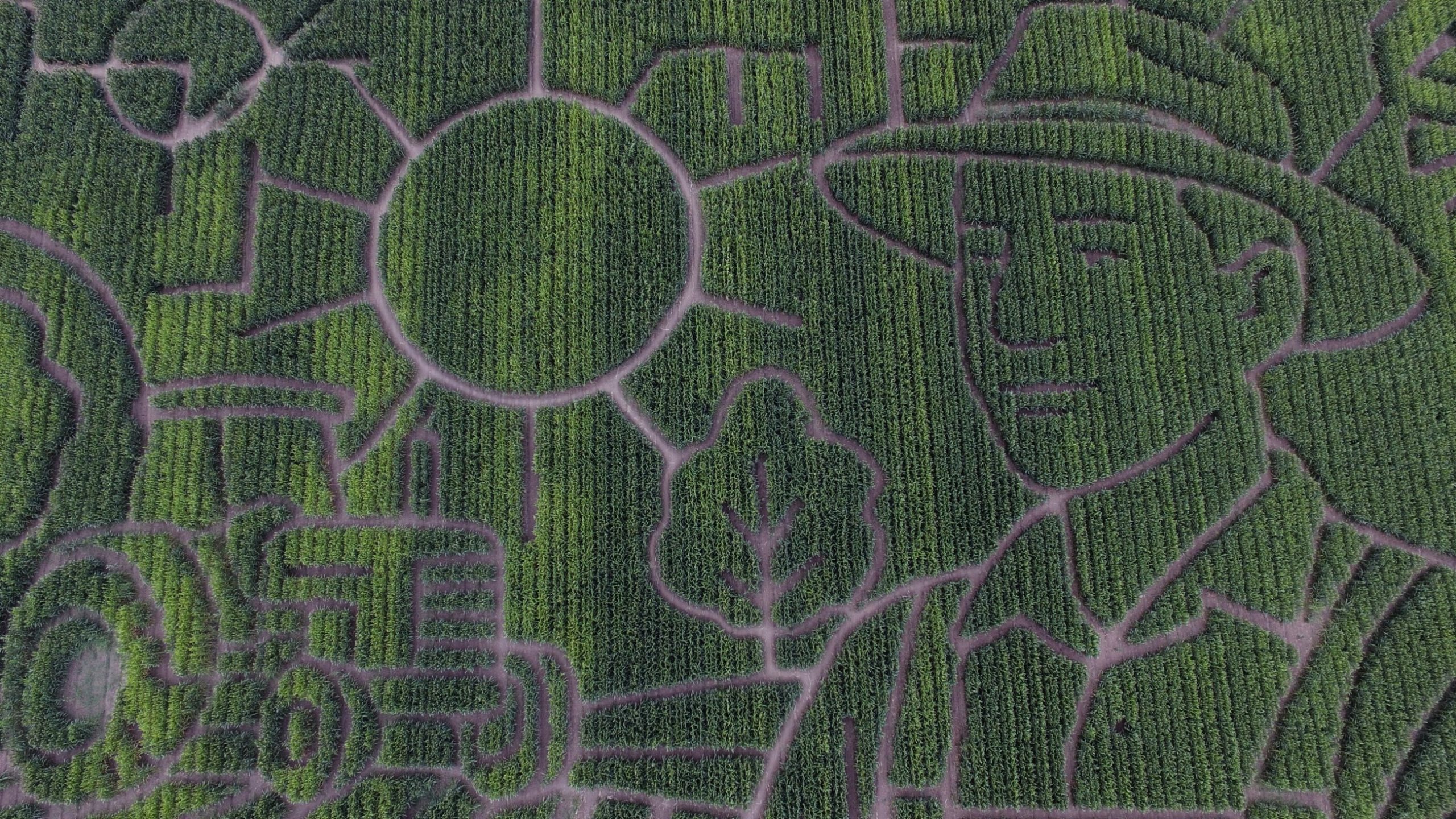 ‘When you’re in the corn, everything looks the same’: it’s fun to get lost in California’s giant corn maze