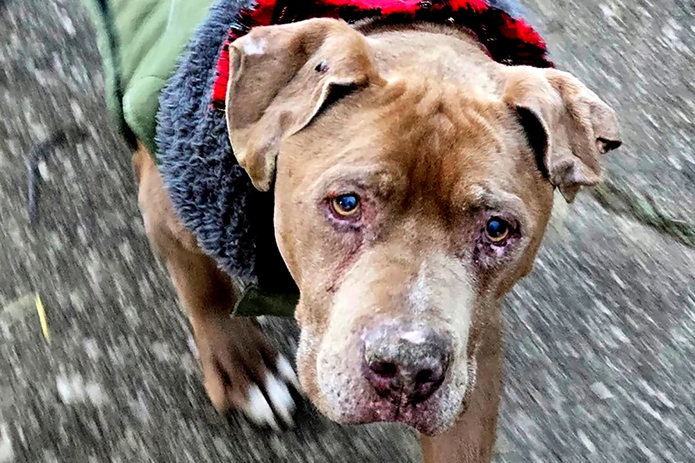 Michigan vet who wouldn’t return ailing dog to homeless man to spend 10 days in jail