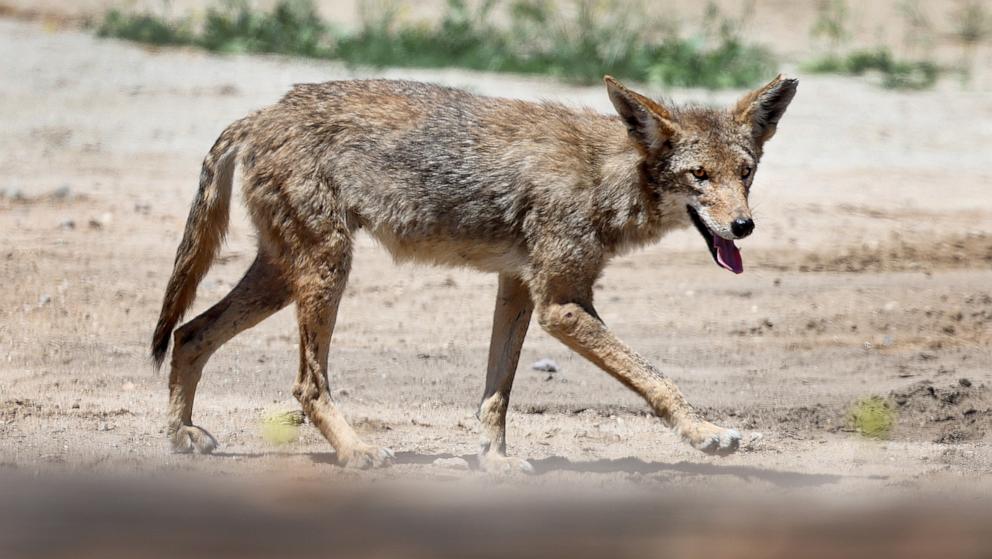 Drought linked to increased conflict between humans and wildlife in California: Study