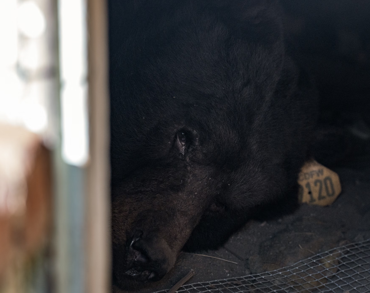 ‘We call him … unbearable’: California homeowner laments uninvited beast