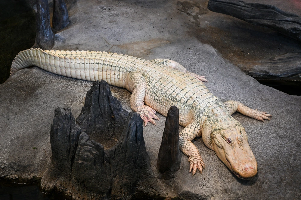 San Francisco says goodbye to beloved albino alligator Claude