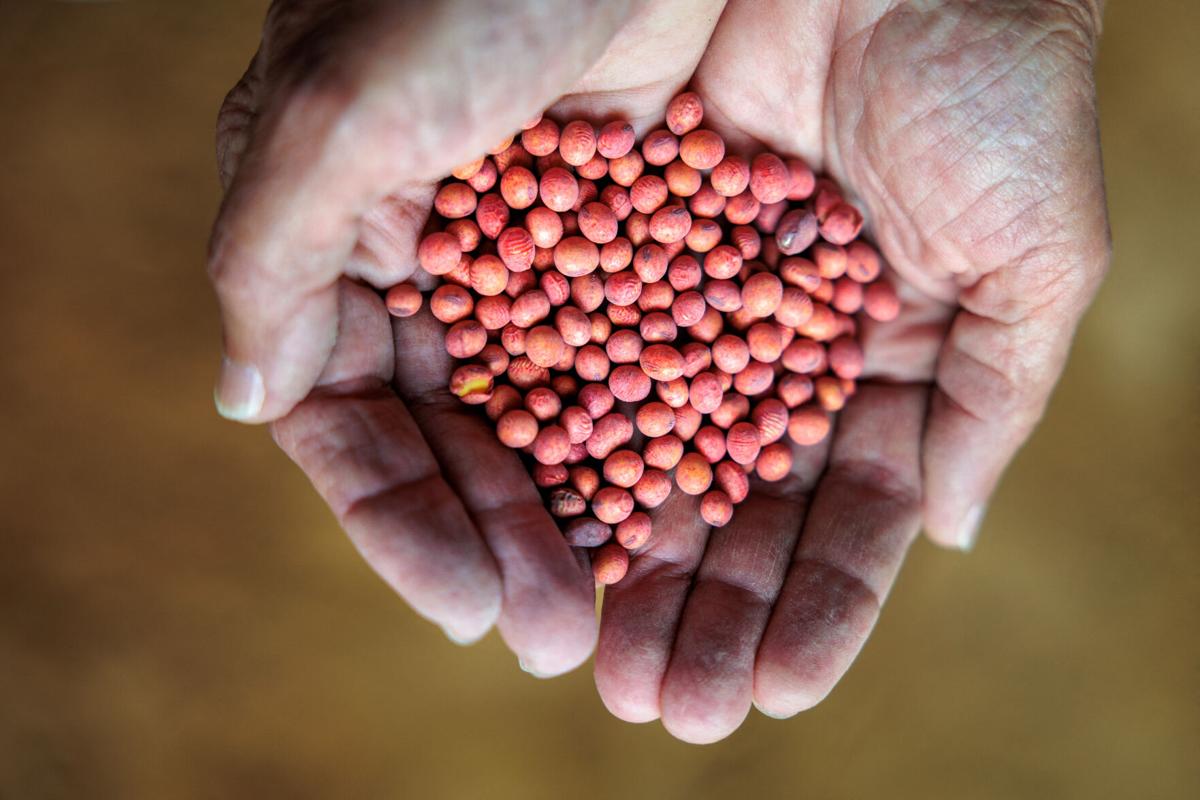 Trump administration rejects women picked for soybean board, appoints men instead